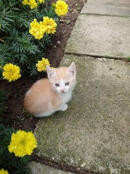 Darujem mačiatka - 4