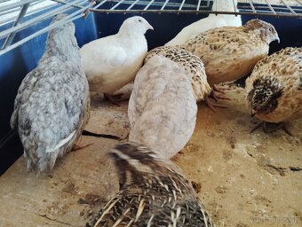 Predám japonské prepelice - 4