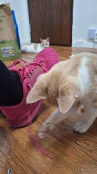 Darujem kocúrika - 4