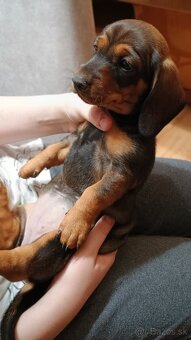 Šteniatka -jazvečik trpasličí - 4