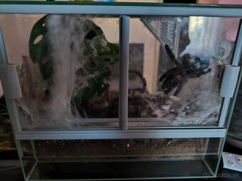 Pavuky + terarium - 4