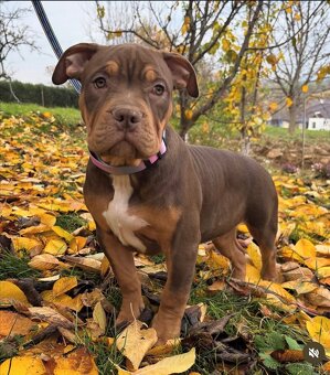 American Bully XL - 4