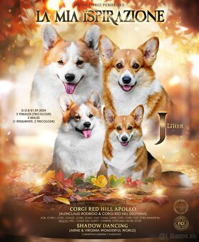 Welsh Corgi Pembroke - 4