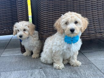 Maltipoo - šteniatko (chlapec) - 4