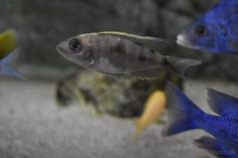 Sciaenochromis Ahli Gold - 4