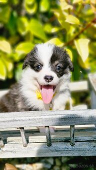 Welsh Corgi Pembroke s rodokmeňom pôvodu - 4