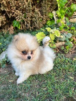 Špic - pomeranian - 4