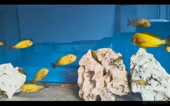 Tropheus Kiriza Gold - 4
