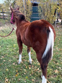 APH,Paint horse - kobyla - 4