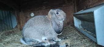 Predám zajacov FB - 4
