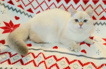 Britské mačiatka❤️extra kvalita-Igor - 4