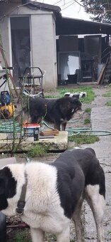 Hľadáme Nový Domov - 4