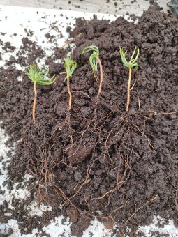 Vianočný stromček - céder sibírsky - 4