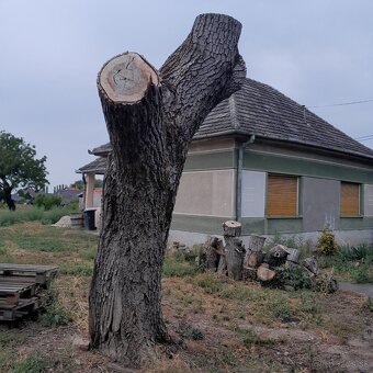 Kmeň orechového stromu - 4