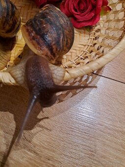 Africký slimák Lissachatina reticulata klasik - 4
