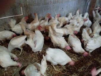 Sliepky Leghorn - 4
