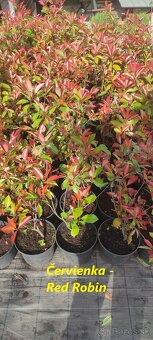 Vavrinovec, TUJA SMARAGD - 4