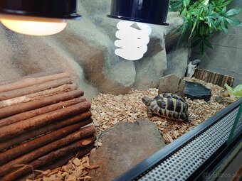 Predám suchozemsku korytnačku Testudo Hermanni - 4