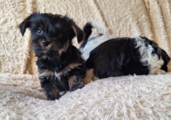 Yorkšhir,york,yorkšhirsky terier ,biewer - 4