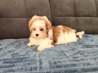 Yorkshire terrier - 4