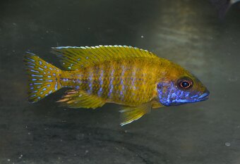 AFRICKÉ CICHLIDY dovoz 11.5 RK-BB - 4
