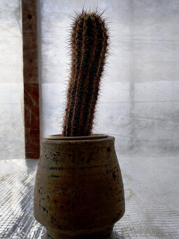 Kaktus Echinopsis cv.Haku-jo Maru - 4