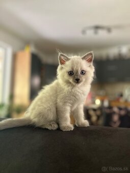 Ragdoll - 4