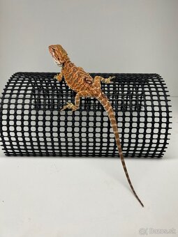 Agama bradatá - samice - 4