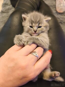 Predám Britské mačiatko - 4