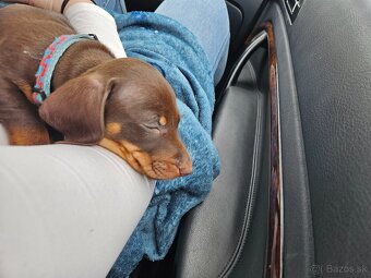 Krátkosrstý jazvečik - 4