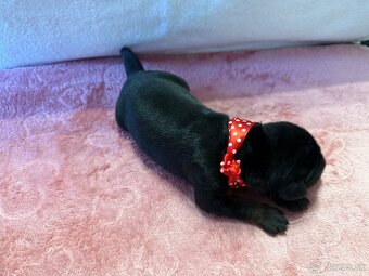 Stenata dobermana - 4