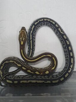 Užovka americká, Pantherophis guttatus, odchov - 4