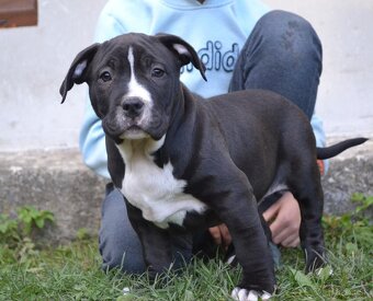 American bully - NIKE - rezervovaný do 11.10. - 4