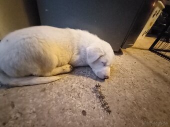 Darujem šteniatka - 4