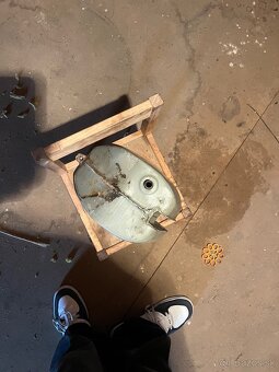 Nadrz jawa pionier - 4