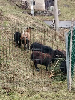 Kamerunské ovce - 4