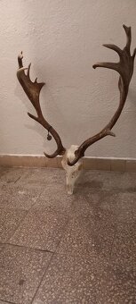 Predám danielie trofej - 4