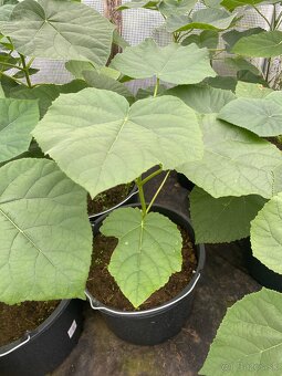 Paulownia Tomentosa rýchlorastúci strom - 4