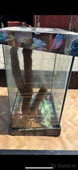 Terarium - 4