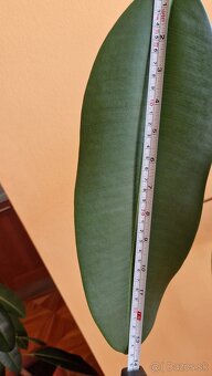 Ficus Elastica longifolia / Fikus / Gumovník - 4