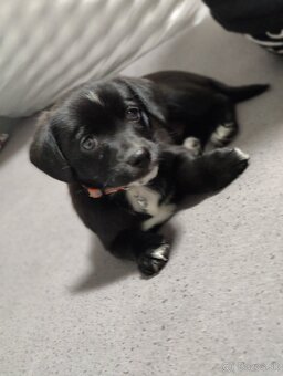 Labrador šteniatka - 4