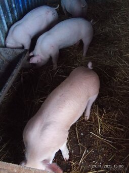 Odstavčata 30-35kg - 4