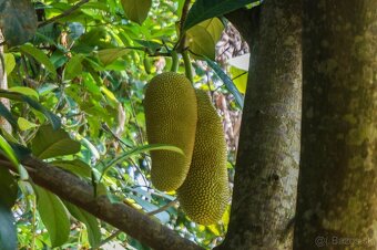 Čampedak-Artocarpus Integer - 4