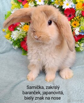 Zakrslý baranček s VP samička japanovitá, biely znak - 4