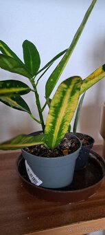 Monstera Thai odrezok - 4