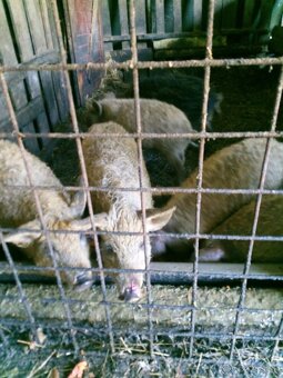 Odstavčatá mangalica - 4