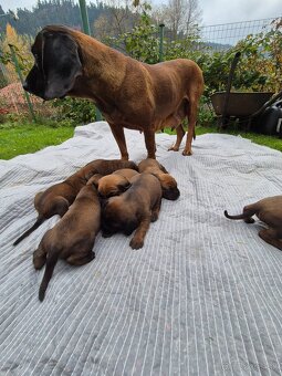 Šteniatka Bavorský farbiar - 4