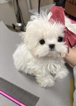 Mini Maltezák - 4