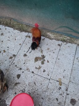 Kohúty liliputky aj milfler - 4