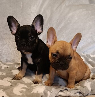 Šteniatka- Francúzsky buldoček oranžový a black & tan - 4